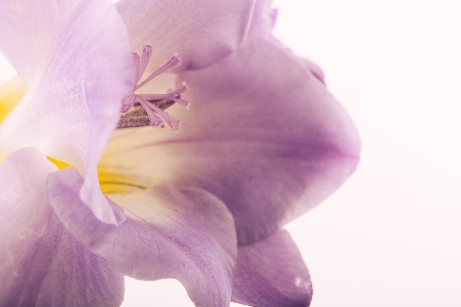 Fleur violette